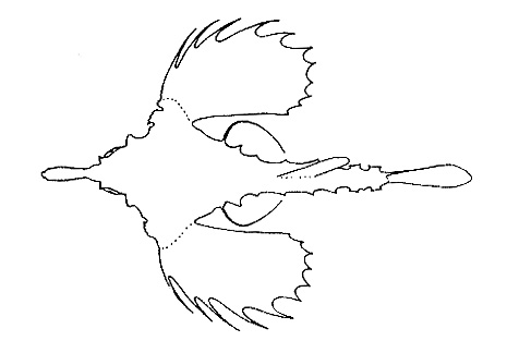 Representative of the family Pegasidae (Gosline & Brock, 1960, fig. 92)